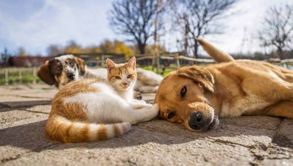 Dogs and cat hanging out on ground outside