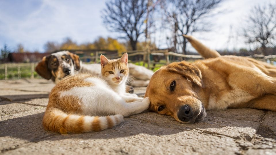 Dogs and cat hanging out on ground outside