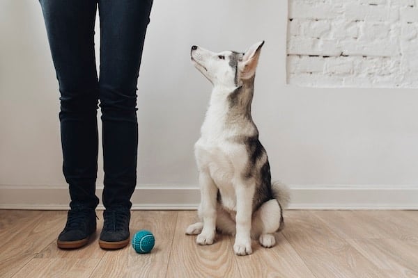 Cute Siberian Husky puppy sitting on the floor at home and looking at owner.