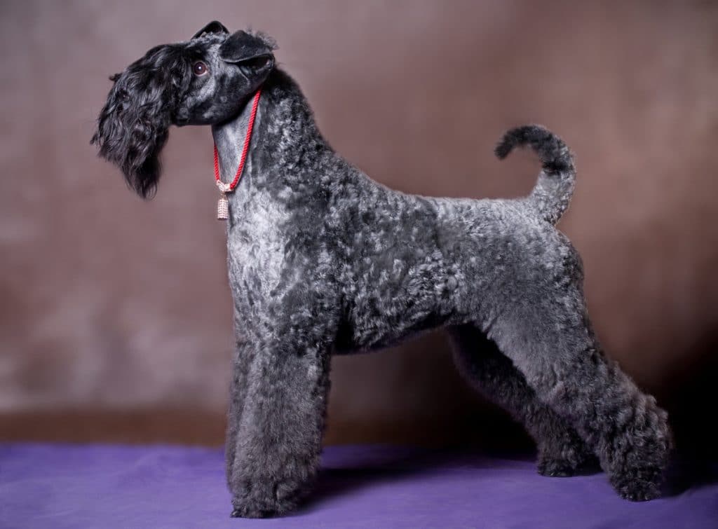 a very beautiful Kerry Blue Terrier dog stands against a brown background