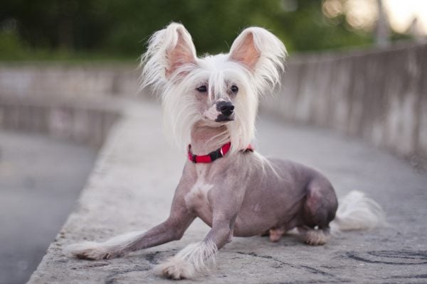 Chinese Crested dog sitting outside