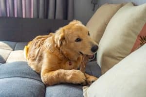 Golden retriever puppy chewing a bone on sofa at home