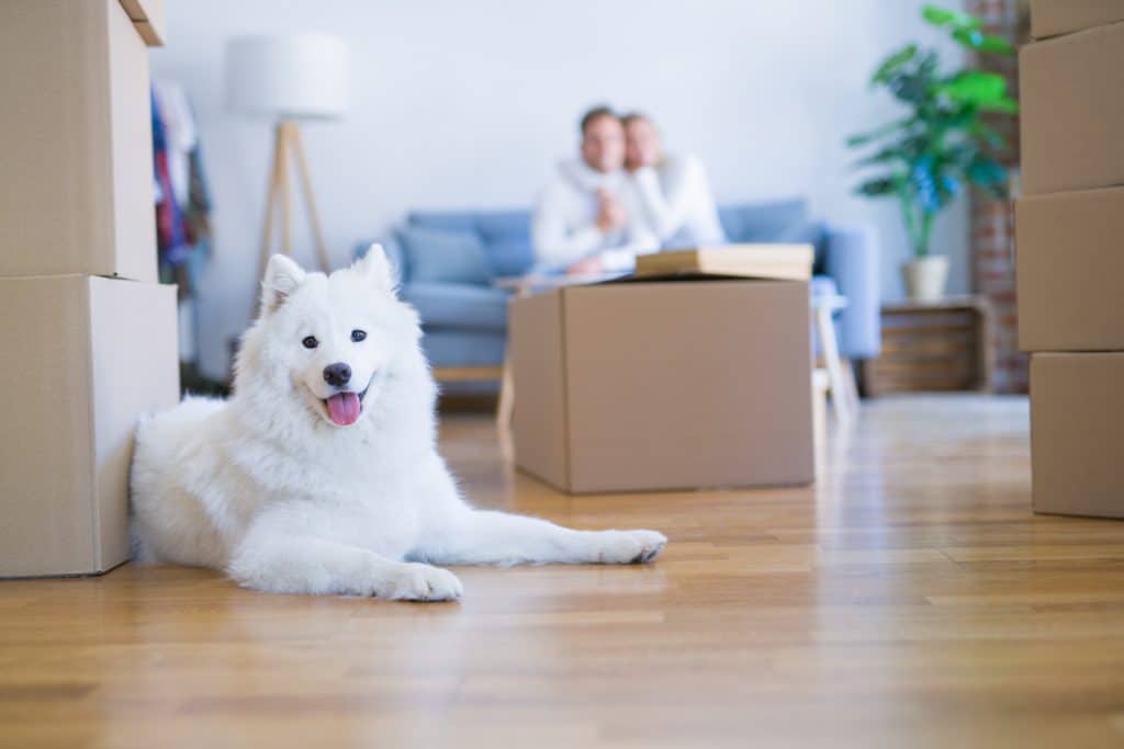 Young couple with dog sitting on the sofa at new home around cardboard boxes