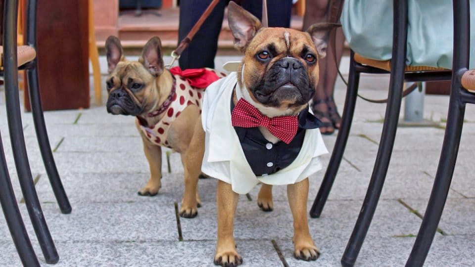 Dog in tuxedo at wedding
