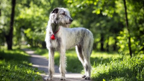 Portrait of a dog breed Irish Wolfhound in a summer nature park