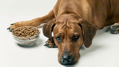 Dog laying next to bowl of dry kibble dog food over white background