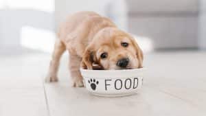 English cocker spaniel puppy eating dog food from ceramic bowl