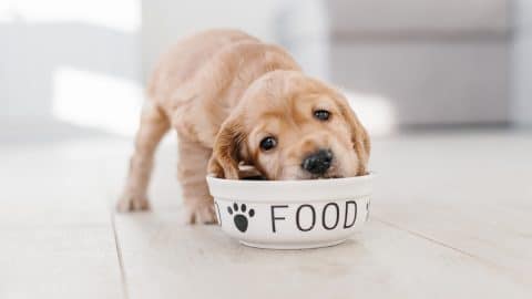 English cocker spaniel puppy eating dog food from ceramic bowl