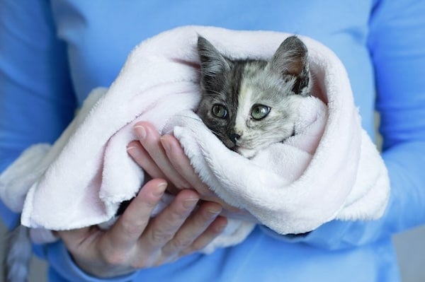 Gray kitten wrapped in a towel in a woman's hands