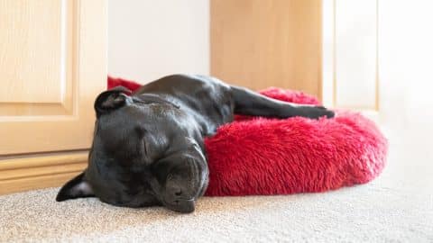 Black Staffordshire Bull Terrier dog lying on a soft fluffy bed placed between cupboards on a carpet floor.