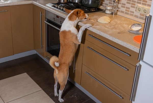 Basenji dog trying to steal pizza dough on a kitchen counter