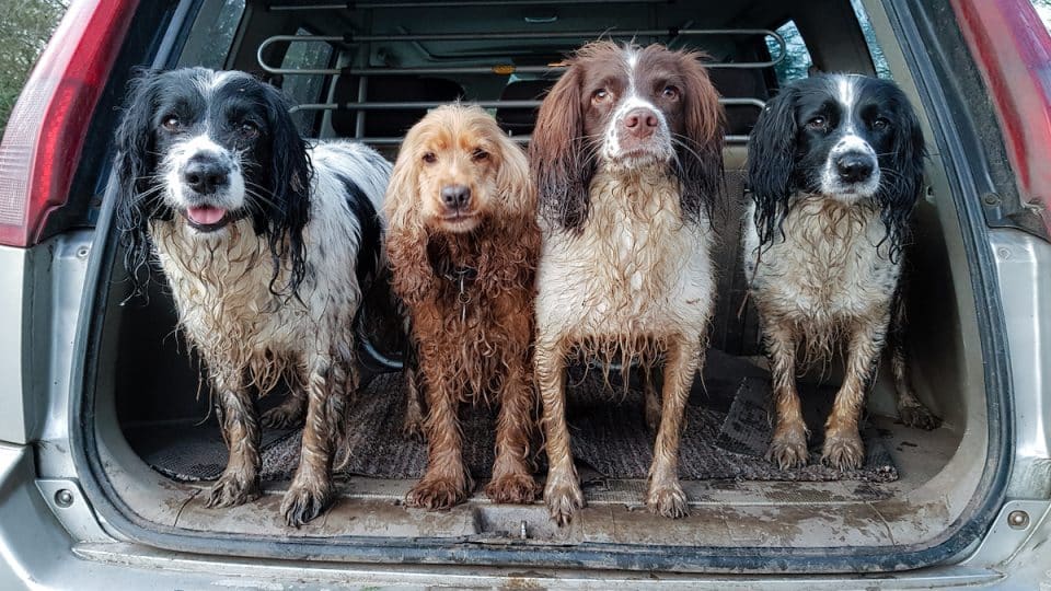 A group of dirty muddy springer spaniels and cocker spaniels in car