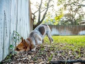 Small mixed breed dog playing in the backyard.