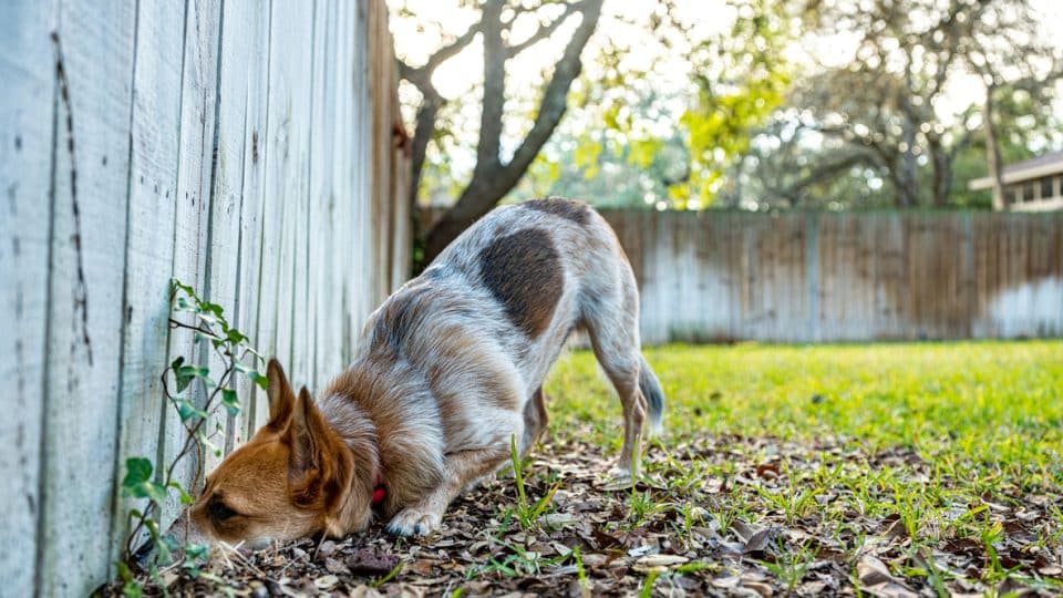 Small mixed breed dog playing in the backyard.