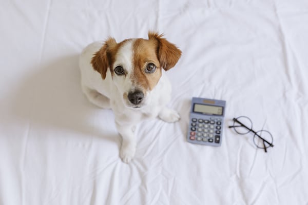 cute small dog accountant thinking and calculating with calculator on bed