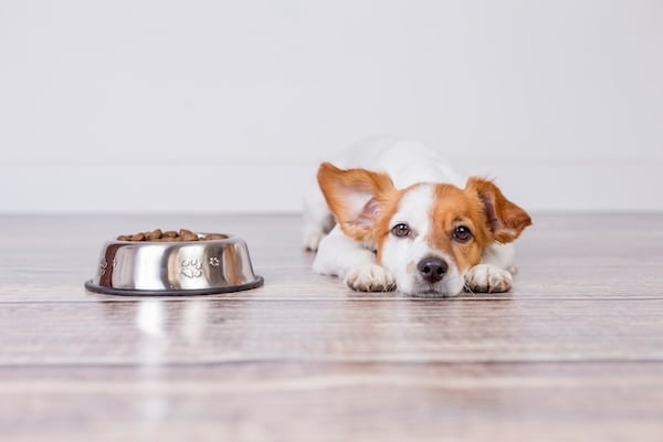 Small dog waiting for permission to eat nearby bowl of dog food