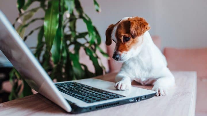 The password your pet uses is the key to their digital throne