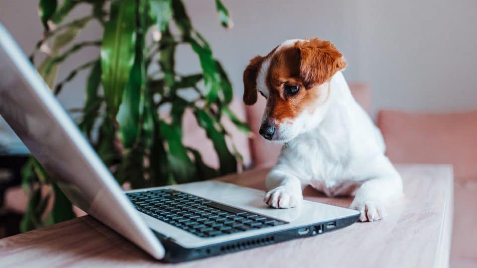 cute jack russell dog working on laptop at home