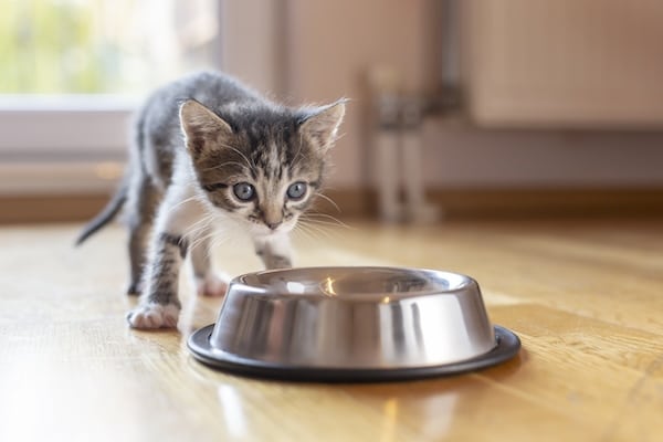 Beautiful little kitten licking milk from a bowl placed on the living room floor next to a window