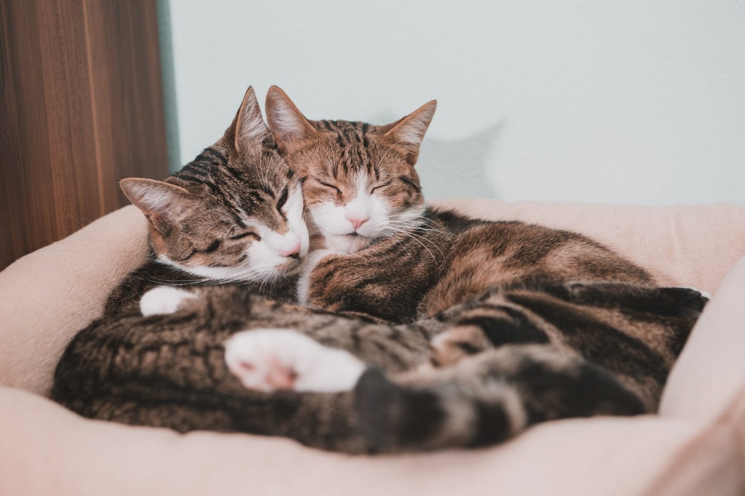 Mes chats se battent. Pourquoi ? Nos explications