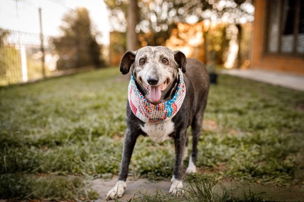 Older dog with gray muzzle standing happily in backyard
