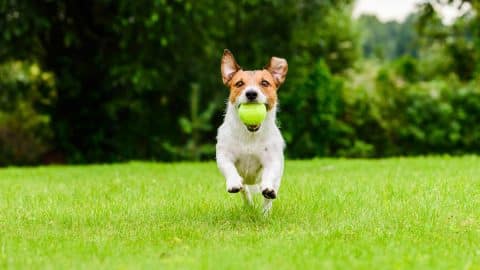 Jack Russell Terrier running with tennis ball in mouth