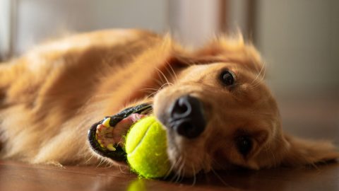 Adorable golden retriever lying on floor with tennis ball in mouth at home