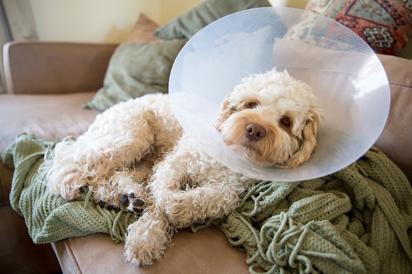 11 month old cockapoo puppy sits on a couch on top of a blanket with a cone around his neck to prevent him from licking his stitches and recovering from his surgery