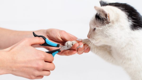 Cat having nails trimmed with clipper