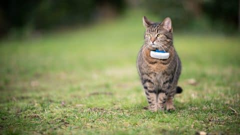 Tabby cat wearing GPS tracking collar in grassy field