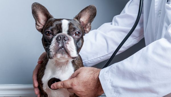 Vet examines Boston Terrier with stethoscope