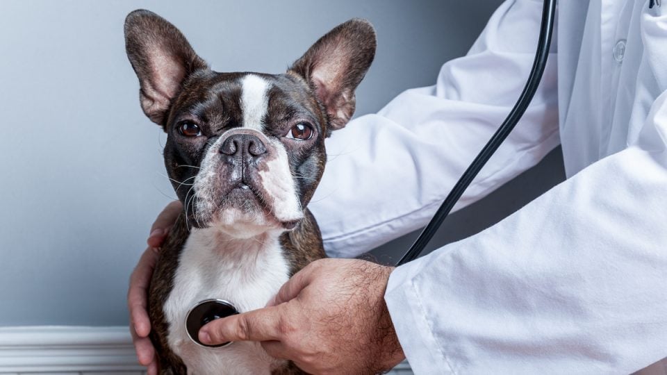 Vet examines Boston Terrier with stethoscope