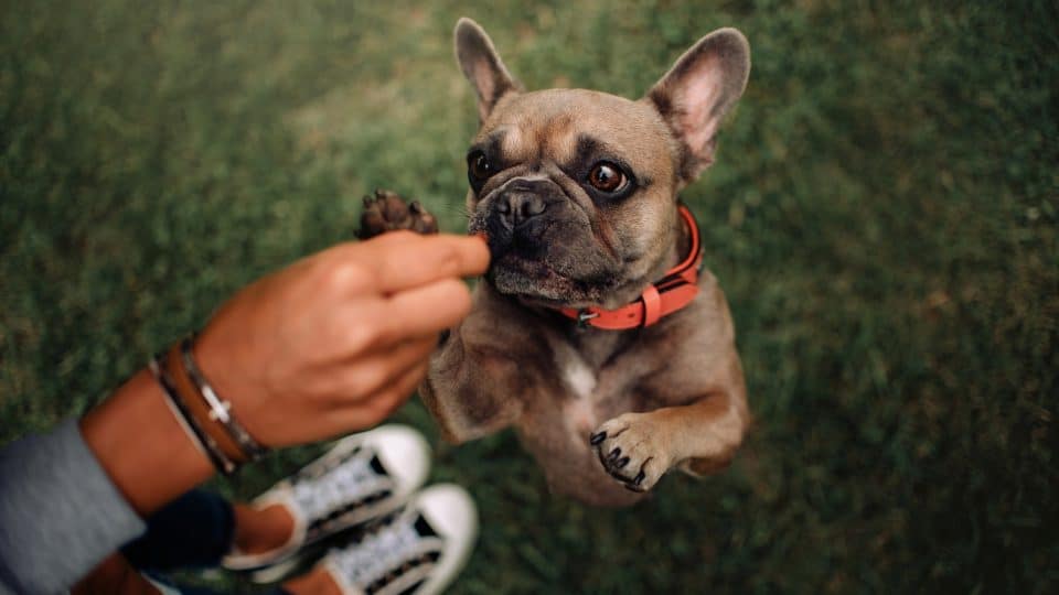 A young French Bulldog asks for treats