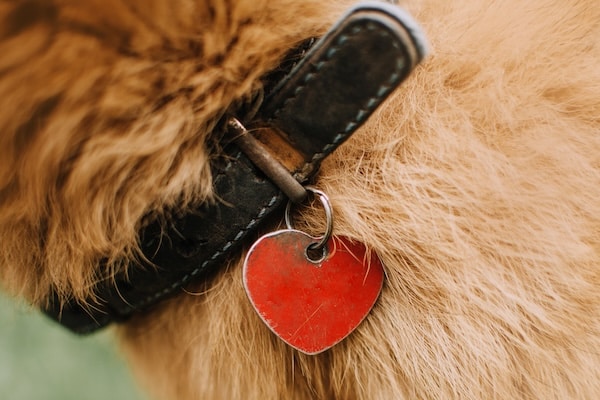 close up of an old dog collar with id tag on a red dog