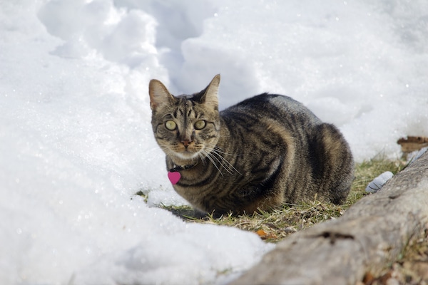 close up view of a gray stripe tabby cat sitting at the edge of a landscaping timber board on a snow covered lawn