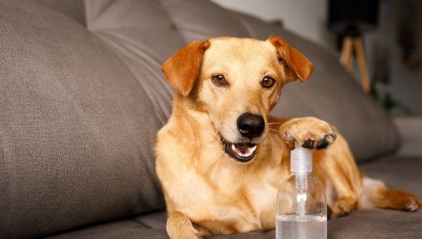 Dog sits on couch depressing hand sanitizer bottle