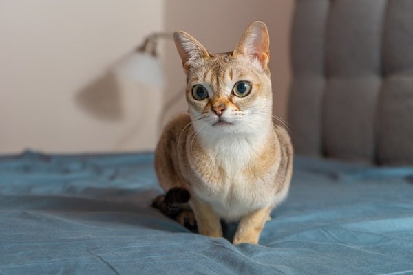 Portrait of adorable Singapura cat