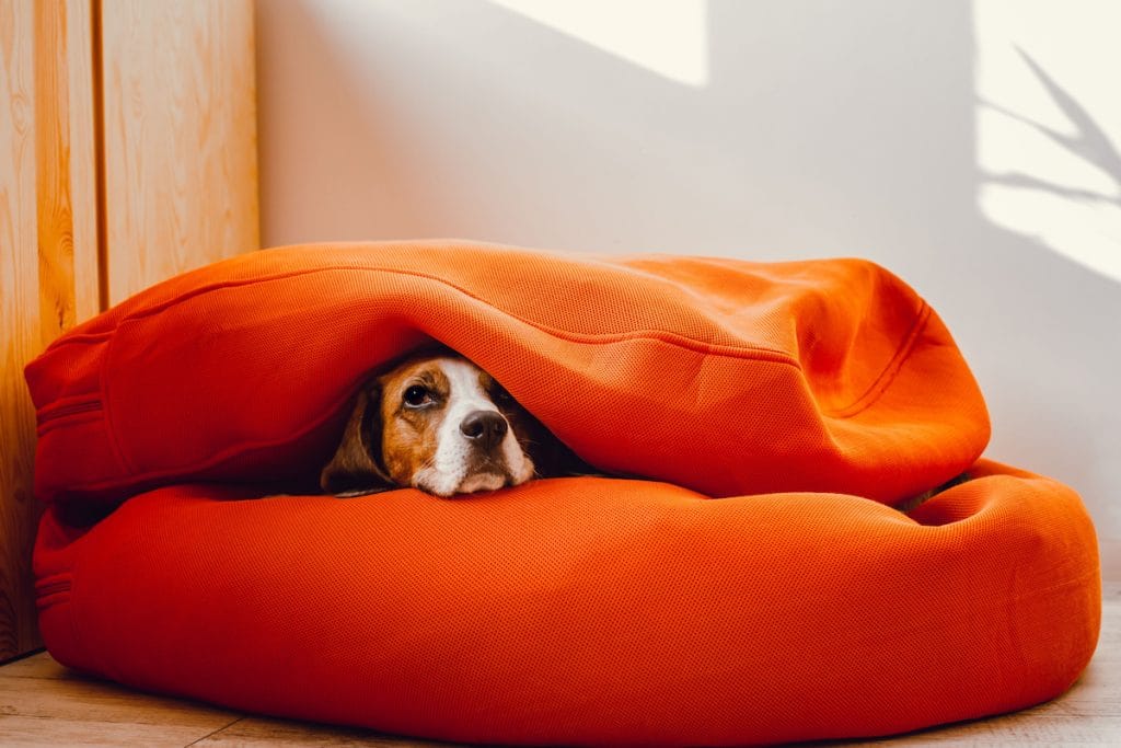 Beagle dog using human furniture as his dog bed