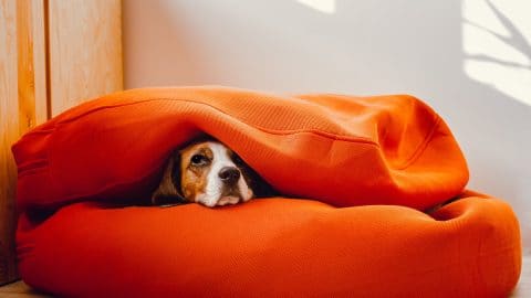 Beagle dog using human furniture as his dog bed