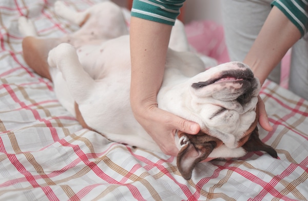 Pet parent gives dog massage