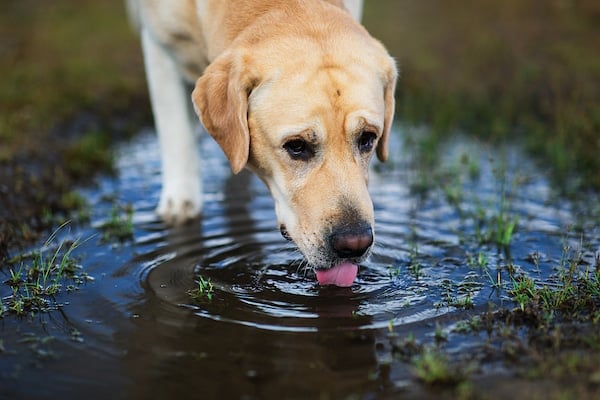 Mature yellow Labrador Retriever dog drinking from puddle on dirt road in summer day