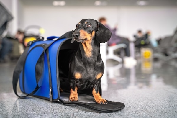 Dachshund sits in blue pet carrier in airport