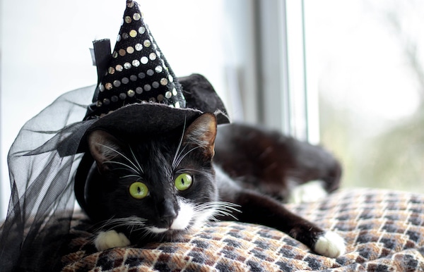 Black cat wearing witch's hat