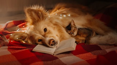mixed breed dog and cat lying down together with a book indoors