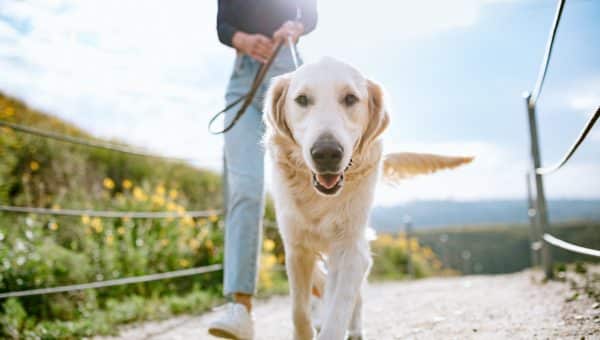 A Golden Retriever gets close up and personal with the camera walking with his owner park in California on a sunny day