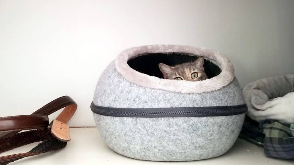 Cat pokes ears and eyes out of cave-style cat bed