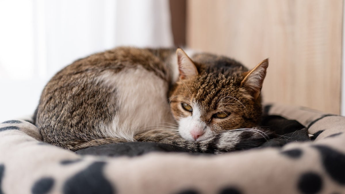 Are Heated Cat Beds Safe, and Can They Help Cats? Experts Answer