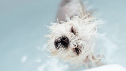 A small Maltese dog having a bath