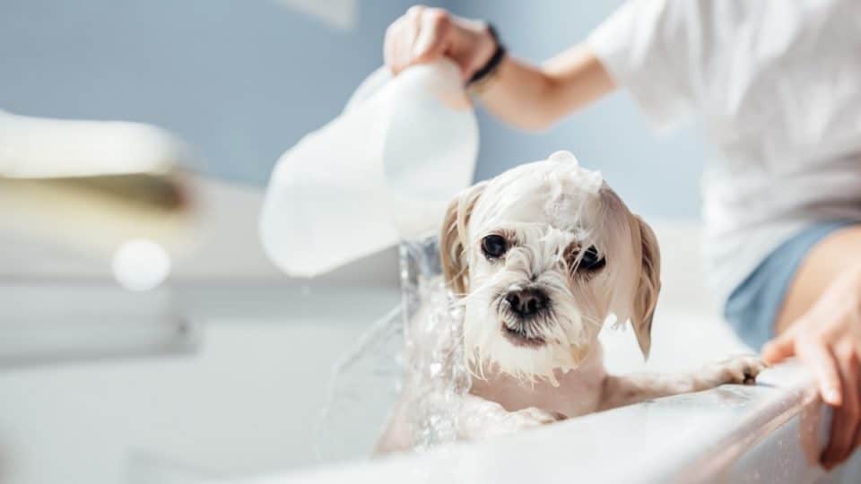 Child bathing a white Maltese dog in a tub