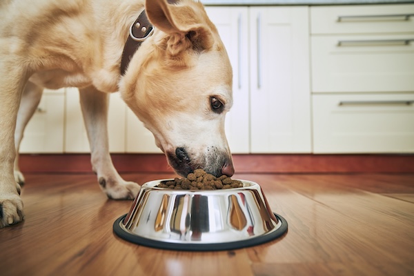 Labrador retriever eating dog food from metal bowl at home.